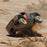 ARA7604V3T1 1/7 MOJAVE 6S 4X4 RTR Brushless Desert Truck , Blue