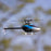 BLH01600 Blade Helicopters Revolution 155 CP RTF
