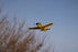HBZ-1228 HobbyZone T-28 Trojan 450mm RTF with SAFE (FOR A EXTRA BATTERY PLEASE ORDER (FOR A EXTRA BATTERY PLEASE ORDER HBZ-1266)