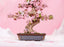 ROETG415 Rolife Sakura Bonsai 3D Wooden Puzzle